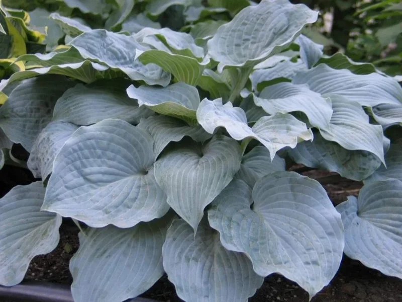 Hosta Sterling Medallion Live Plant – 5.25" Pot – Shade Perennial - Image 1