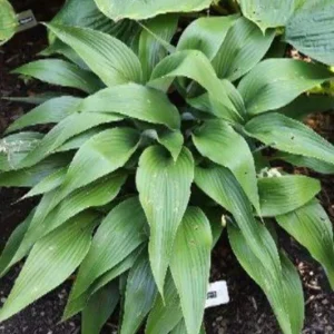 Hosta Talking Point Live Plant - 5.25