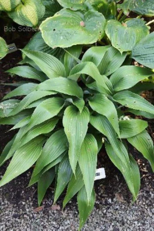 Hosta Talking Point Live Plant - 5.25" Pot, Well Rooted Perennial - Image 2