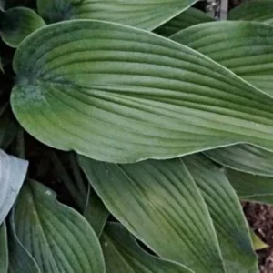 Hosta Talking Point Live Plant - 5.25