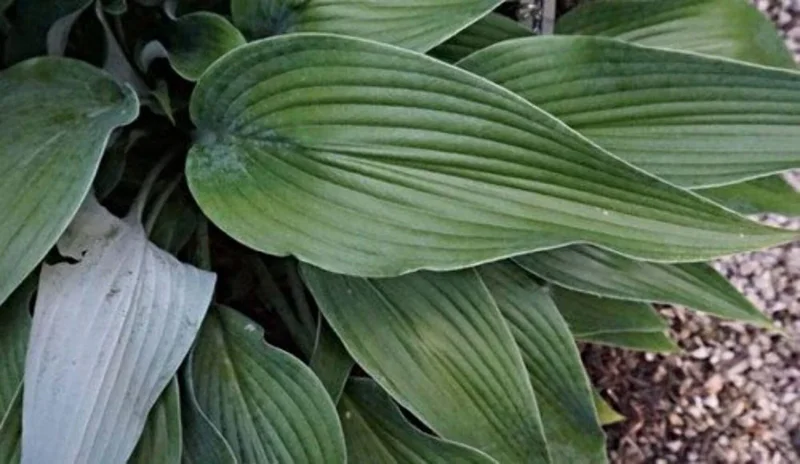 Hosta Talking Point Live Plant - 5.25" Pot, Well Rooted Perennial - Image 3