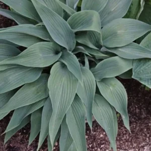 Hosta Talking Point Live Plant - 5.25