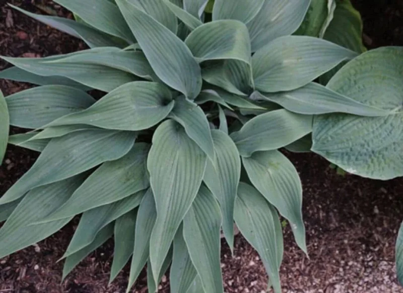 Hosta Talking Point Live Plant - 5.25" Pot, Well Rooted Perennial - Image 1