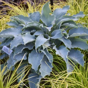 Hosta Tears in Heaven Live Plant – 5.25