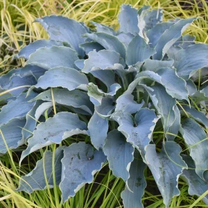 Hosta Tears in Heaven Live Plant – 5.25