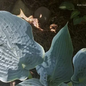Hosta 'The Future King' Live Plant – 5.25 Inch Pot – Well Rooted Perennial Shade Plant - Image 2