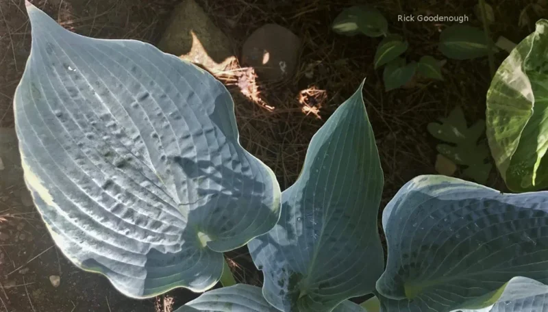 Hosta 'The Future King' Live Plant – 5.25 Inch Pot – Well Rooted Perennial Shade Plant - Image 2