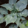 Hosta 'The Future King' Live Plant – 5.25 Inch Pot – Well Rooted Perennial Shade Plant - Image 1