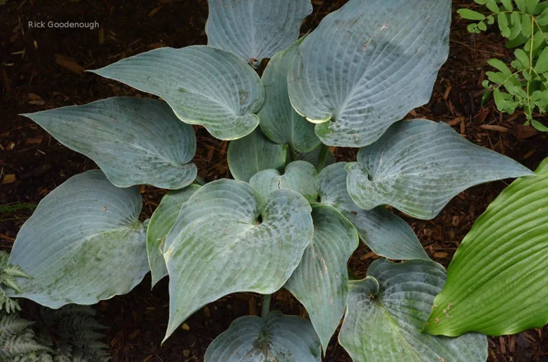 Hosta 'The Future King' Live Plant – 5.25 Inch Pot – Well Rooted Perennial Shade Plant - Image 1