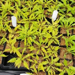 Hosta Time in a Bottle Live Plant – 5.25