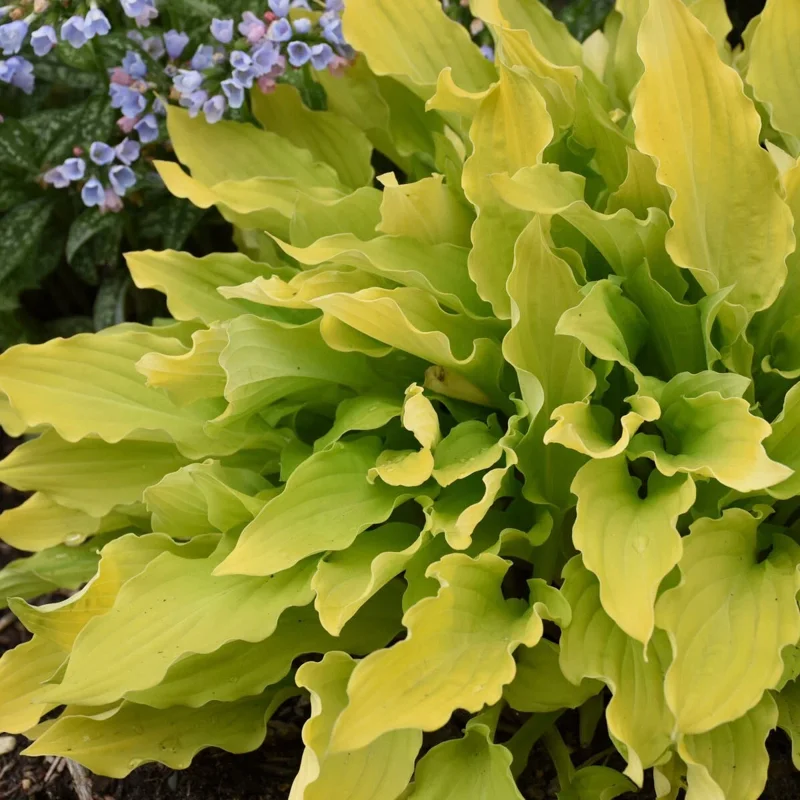 Hosta Time in a Bottle Live Plant – 5.25" Pot Perennial Shade - Image 3
