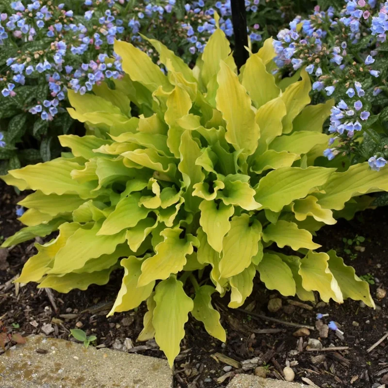 Hosta Time in a Bottle Live Plant – 5.25" Pot Perennial Shade - Image 4