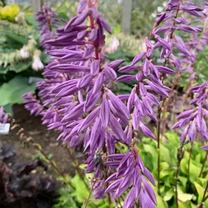 Hosta Time in a Bottle Live Plant – 5.25