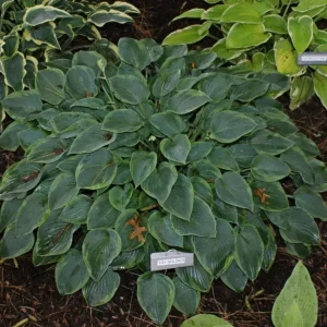 Hosta Toy Soldier Live Plant – 5.25 inch Pot – Perennial Shade Plant - Image 2
