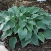 Hosta Toy Soldier Live Plant – 5.25 inch Pot – Perennial Shade Plant - Image 1