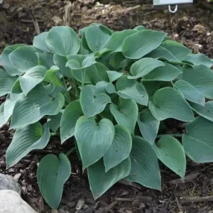 Hosta Toy Soldier Live Plant – 5.25 inch Pot – Perennial Shade Plant - Image 1