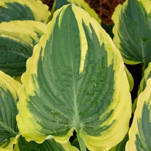 Hosta Trendsetter Live Plant - Well Rooted Perennial Shade Plant - 5.25