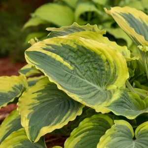 Hosta Trendsetter Live Plant - Well Rooted Perennial Shade Plant - 5.25