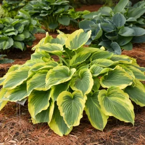 Hosta Trendsetter Live Plant - Well Rooted Perennial Shade Plant - 5.25