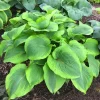 Hosta Twin Cities Live Plant – 5.25" Pot – Well Rooted Perennial for Shade - Image 1