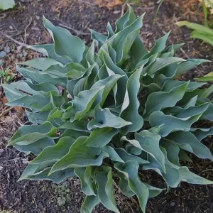 Hosta Twinkle Little Star Live Plant - 5.25 inch Pot, Well-Rooted Perennial Shade Plant - Image 1