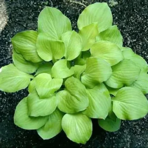 Hosta Vanilla Cream Live Plant – 5.25