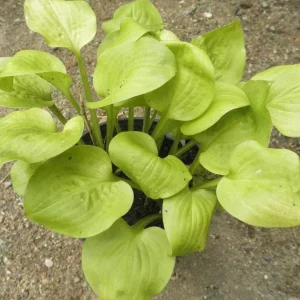 Hosta Vanilla Cream Live Plant – 5.25