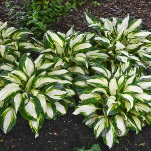 Hosta Vulcan Live Plant – 5.25
