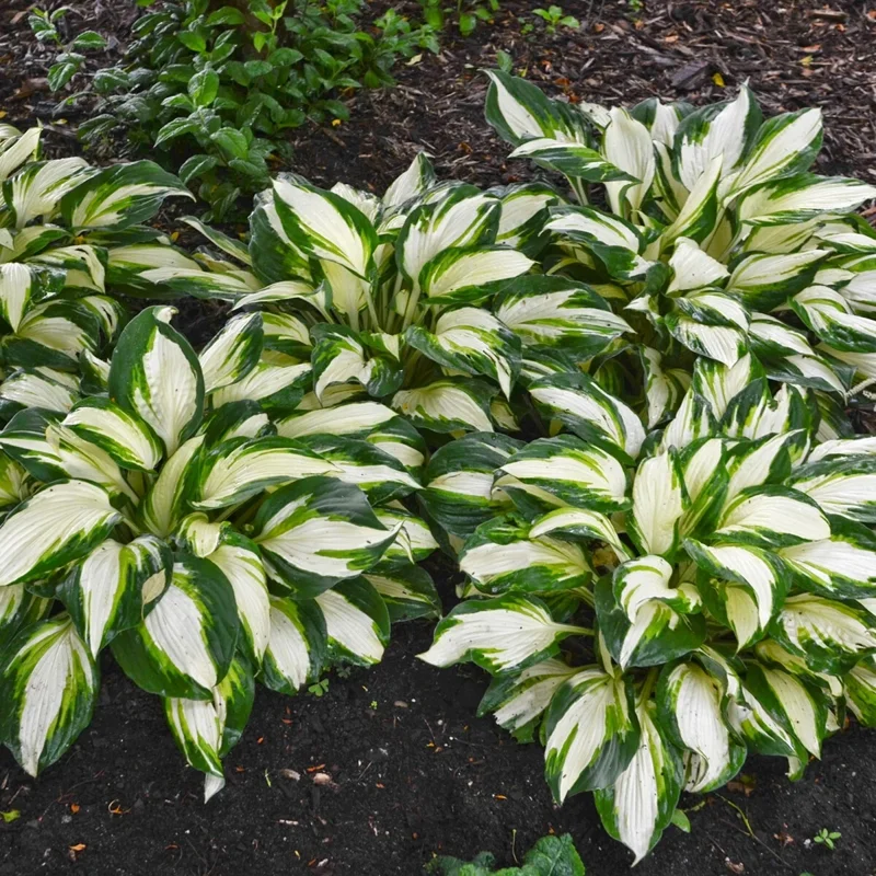 Hosta Vulcan Live Plant – 5.25" Pot – Perennial Shade Hardy Plant - Image 2
