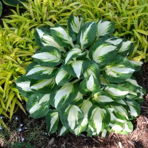 Hosta Vulcan Live Plant – 5.25