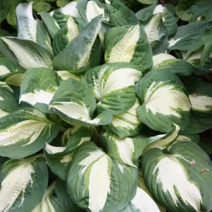 Hosta Vulcan Live Plant – 5.25