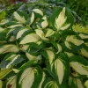 Hosta Vulcan Live Plant – 5.25" Pot – Perennial Shade Hardy Plant - Image 1