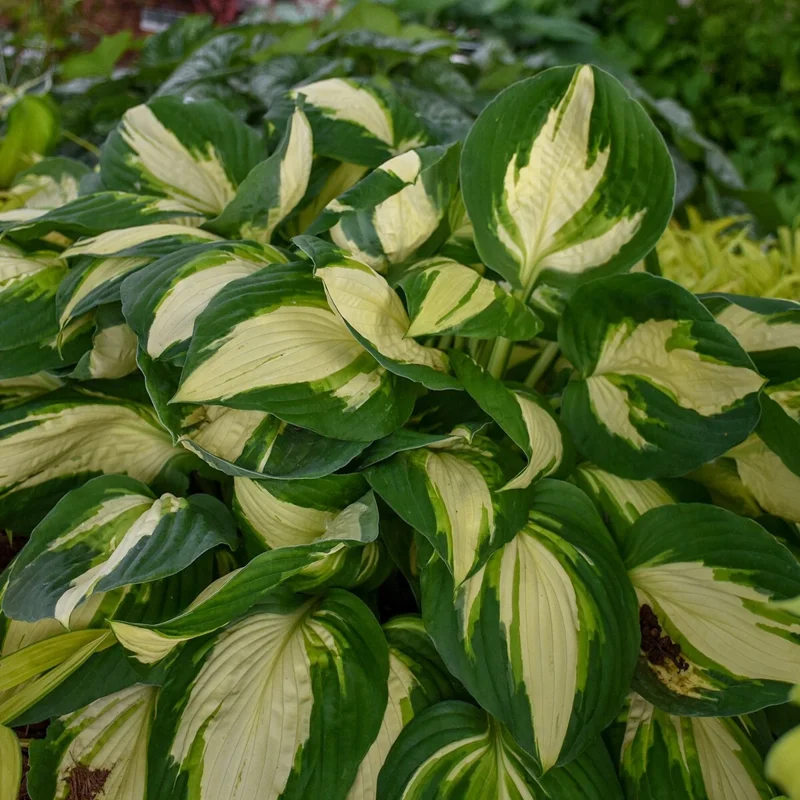Hosta Vulcan Live Plant – 5.25" Pot – Perennial Shade Hardy Plant - Image 1