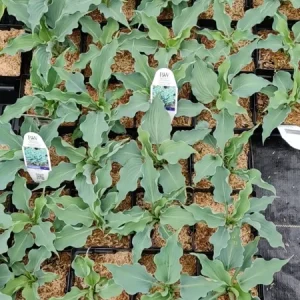 Hosta Waterslide Live Plant – Well-Rooted 5.25