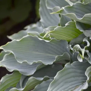Hosta Waterslide Live Plant – Well-Rooted 5.25