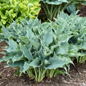 Hosta Waterslide Live Plant – Well-Rooted 5.25
