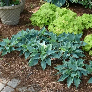 Hosta Waterslide Live Plant – Well-Rooted 5.25