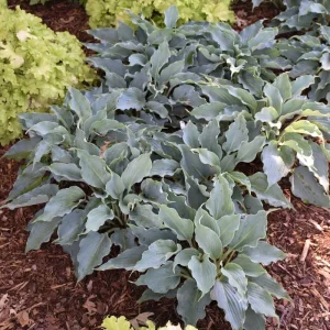 Hosta Waterslide Live Plant – Well-Rooted 5.25