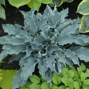 Hosta Waterslide Live Plant – Well-Rooted 5.25