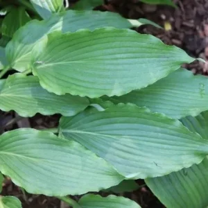 Hosta Wave Motion Live Plant – 5.25 inch Pot – Shade Perennial - Image 2