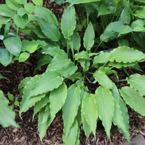 Hosta Wave Motion Live Plant – 5.25 inch Pot – Shade Perennial - Image 3