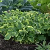 Hosta Wheee! Live Plant – Well Rooted Perennial – 5.25" Pot – Shade - Image 1