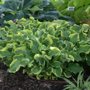 Hosta Wheee! Live Plant – Well Rooted Perennial – 5.25