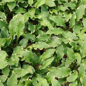 Hosta Wheee! Live Plant – Well Rooted Perennial – 5.25