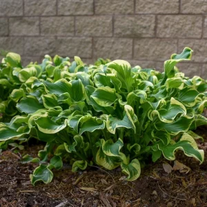 Hosta Wheee! Live Plant – Well Rooted Perennial – 5.25