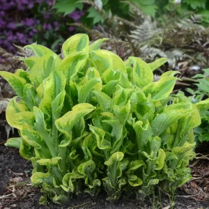 Hosta Wheee! Live Plant – Well Rooted Perennial – 5.25