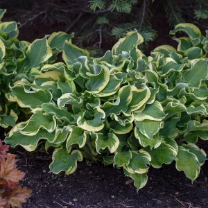 Hosta Wheee! Live Plant – Well Rooted Perennial – 5.25