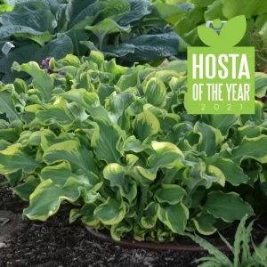 Hosta Wheee! Live Plant – Well Rooted Perennial – 5.25
