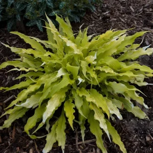 Hosta Wiggles and Squiggles Live Plant – 5.25