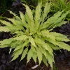 Hosta Wiggles and Squiggles Live Plant – 5.25" Pot Perennial Shade Plant - Image 1